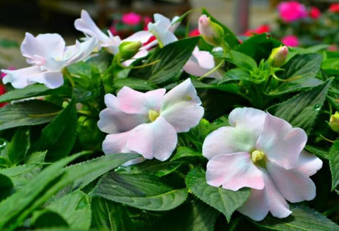 Impatiens Nouvelle-Guinée Wild romance