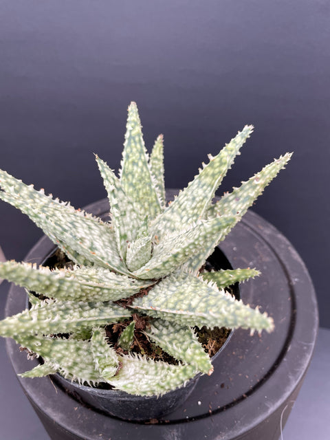 Plante d'intérieur "Aloès"