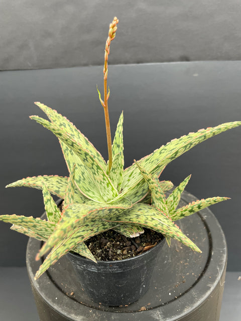Plante d'intérieur "Aloès"