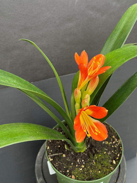 Plante d'intérieur "Clivia miniata"