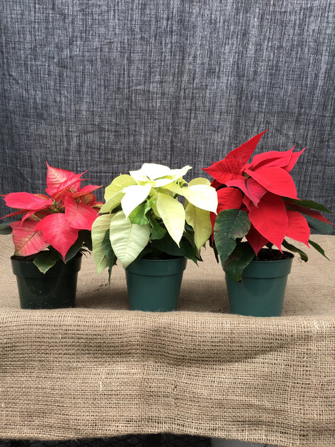 Poinsettia (Étoile de Noël)