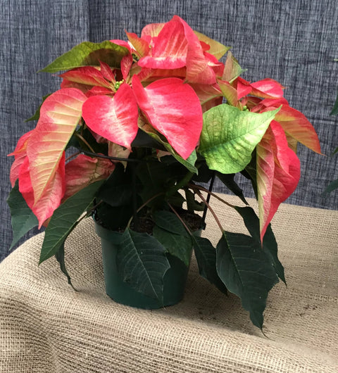 Poinsettia (Étoile de Noël)