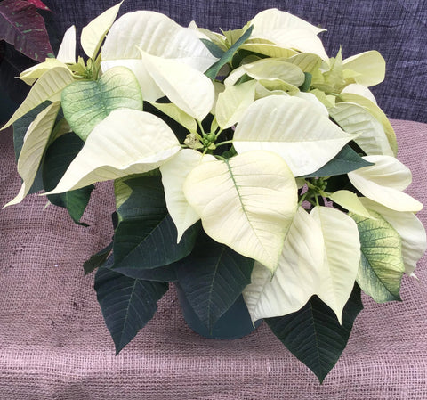 Poinsettia (Étoile de Noël)