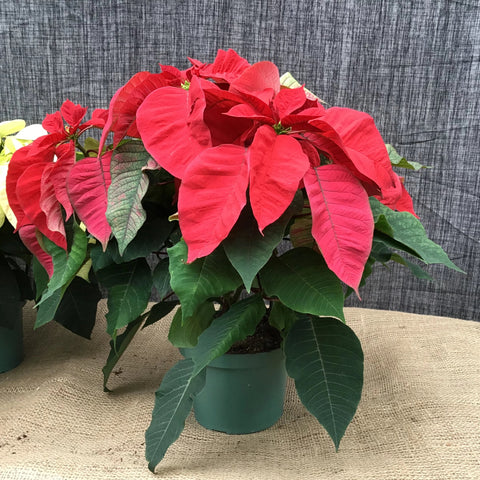 Poinsettia (Étoile de Noël)