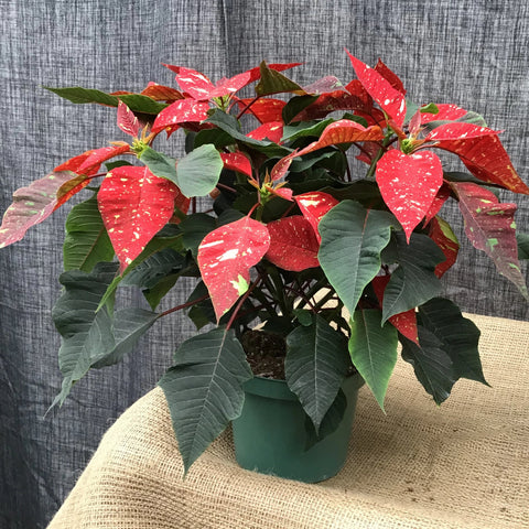 Poinsettia (Étoile de Noël)