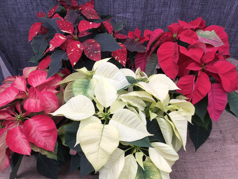 Poinsettia (Étoile de Noël)