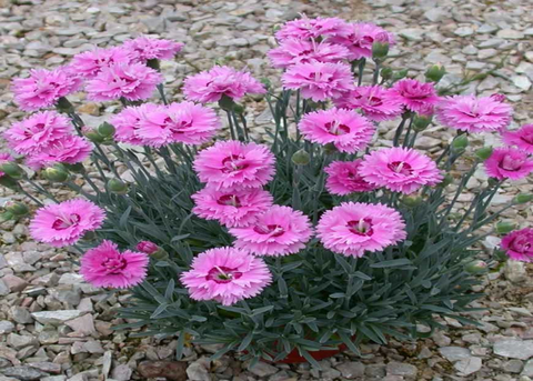 Dianthus Pop Star