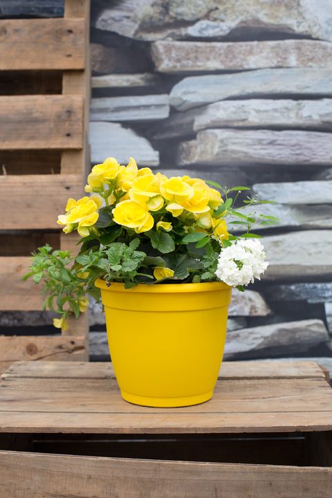 Pot patio fleurs mix jaune