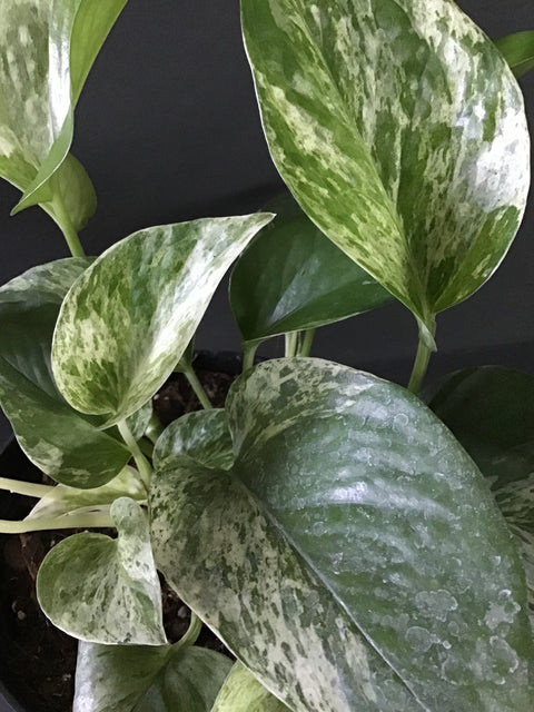 Plante d'intérieur "Pothos Marble Queen"