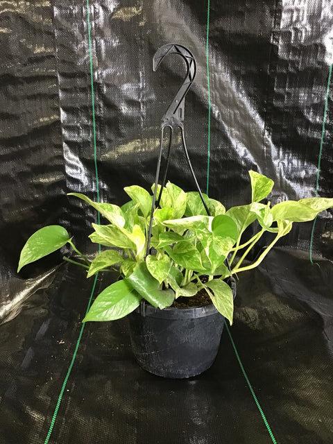 Plante d'intérieur "Pothos Marble Queen"