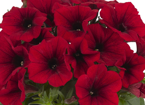 Jardinière de Potunia rouge foncé