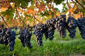 Vigne à raisin Sabrevois