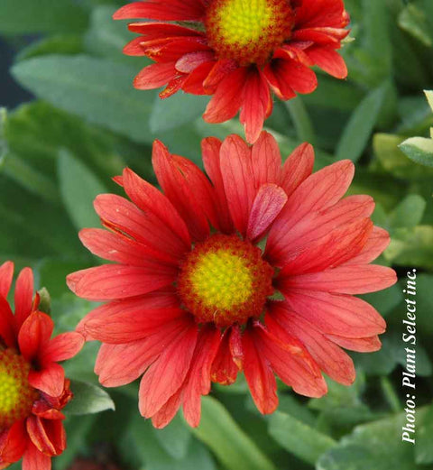 Gaillarde Arizone Red Shades