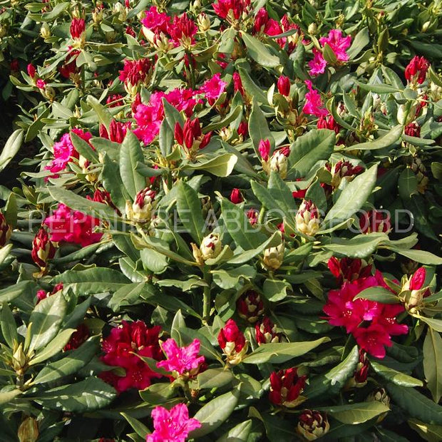 Rhododendron "Nova zembla"