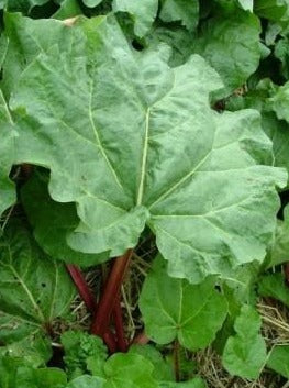Rhubarbe "Canada Red"