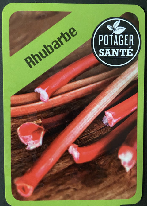 Plant de rhubarbe