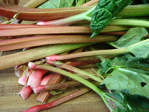 Plant de rhubarbe Canada red