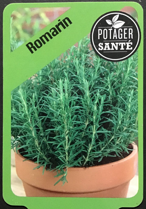 Romarin / Potager Santé