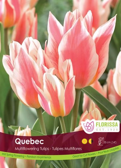 Bulbe de tulipe "Québec"