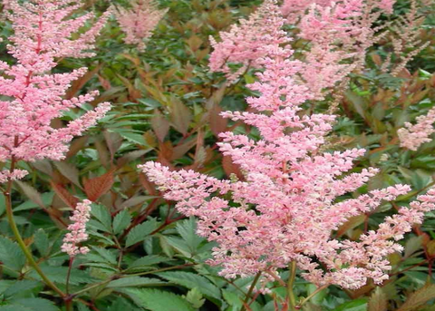 Astilbe arendsii Erica