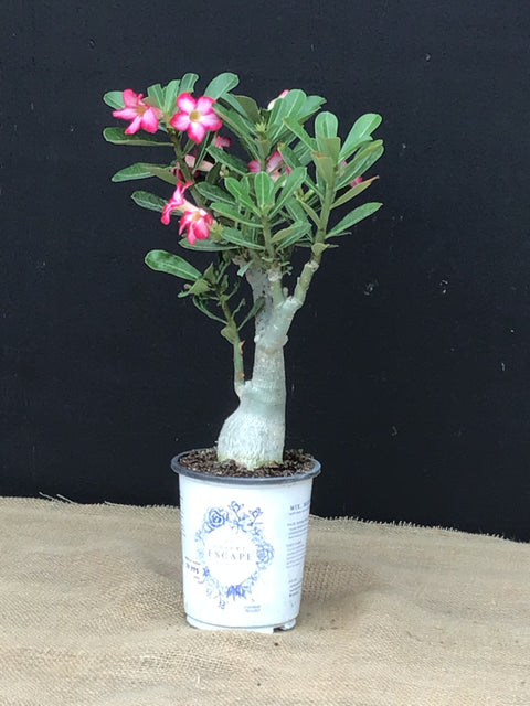 Plante d'intérieur "Adenium rose du désert"