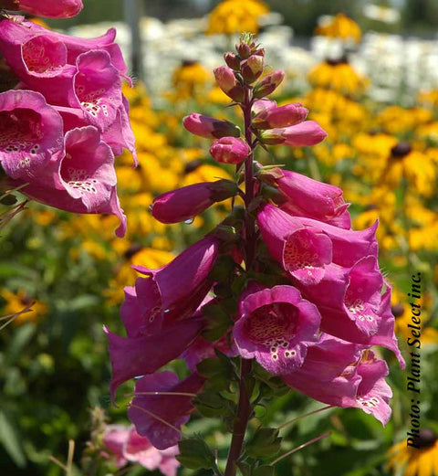 Digitalis Purpurea Camelot Rose