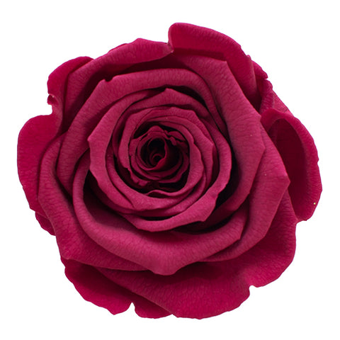 Rose éternelle bourgogne