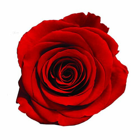 Rose éternelle rouge