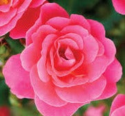 Rosier rustique "Aurora Borealis"