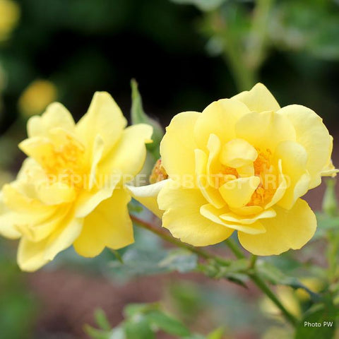 Rosier "Oso easy Lemon Zest"