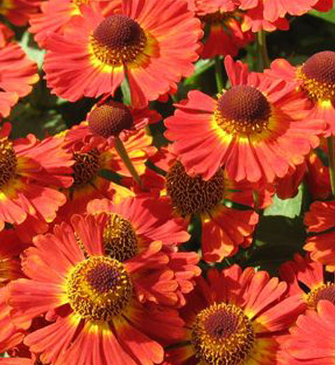 Helenium autumnae Mariachi Salsa