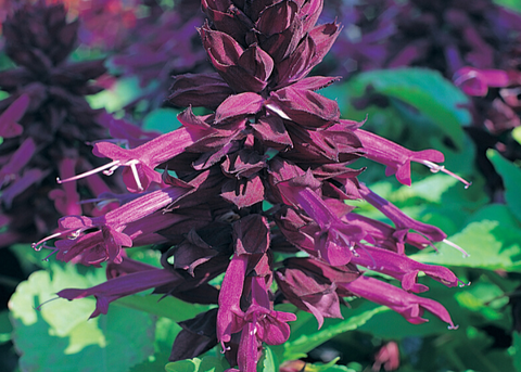 Salvia salsa purple