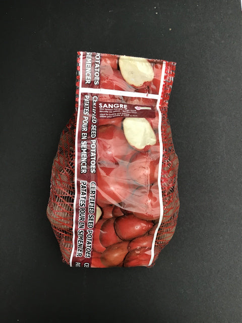 Semence "Pomme de terre Sangre"