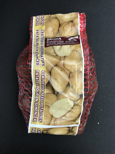 Semence "Pomme de terre Satina"