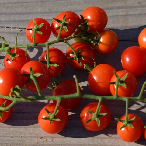 Semence "Tomate cerise Peacevine" - Bio - Écoumène