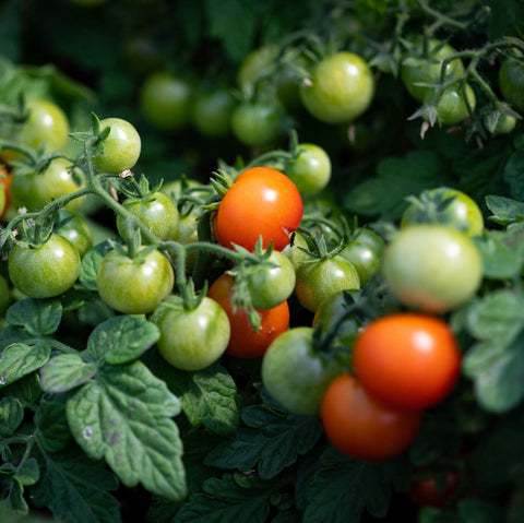 Semence "Tomate cerise red Robin" - Bio - Écoumène