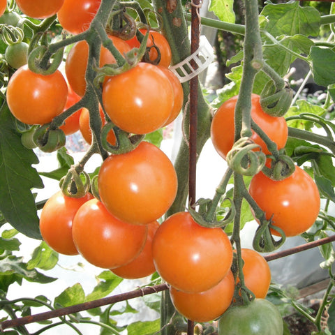 Semence "Tomate cerise Sungold" - Bio - Écoumène