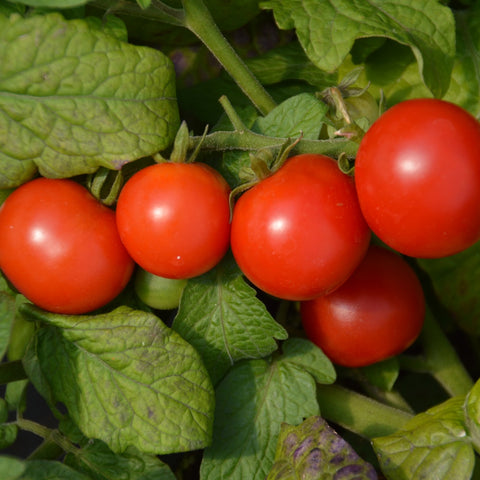 Semence "Tomate cerise Tiny Tim" - Bio - Écoumène