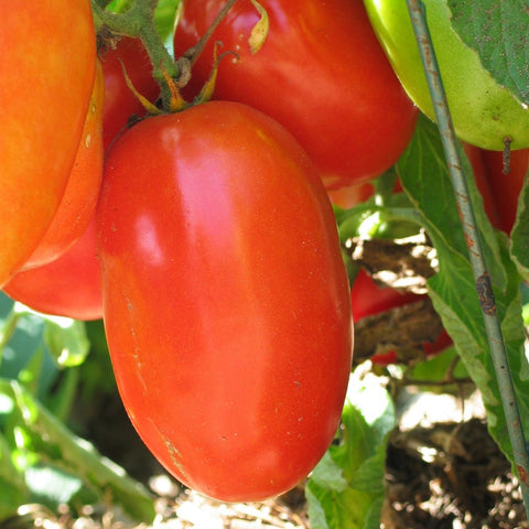 Semence "Tomate italienne Aunt Mary's paste" - Bio - Écoumène