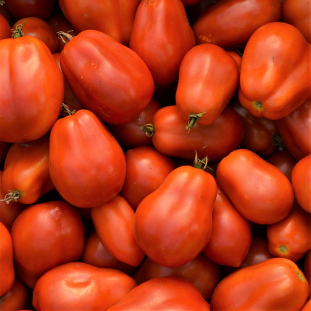 Semence "Tomate italienne Roma" - Bio - Écoumène