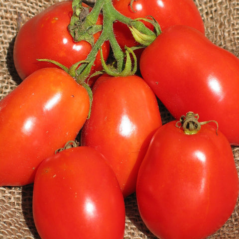 Semence "Tomate italienne Ropreco paste" - Bio - Écoumène