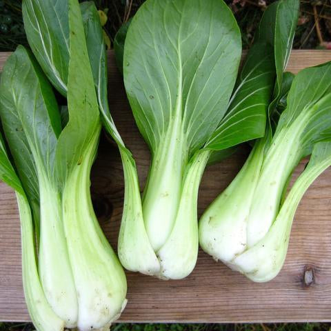 Semence de "Bok Choy nain"