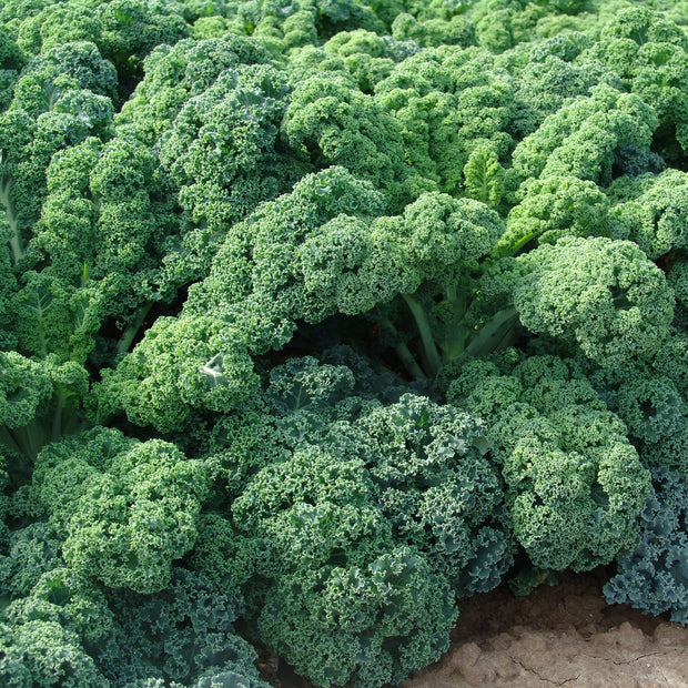 Semence de "Kale Rogue vert" non traité