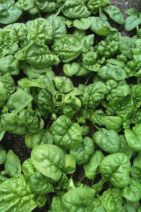 Semence de "Épinard Bloomsdale"