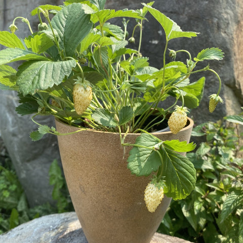 Semence "Fraise Alpin yellow wonder" - Bio - Écoumène