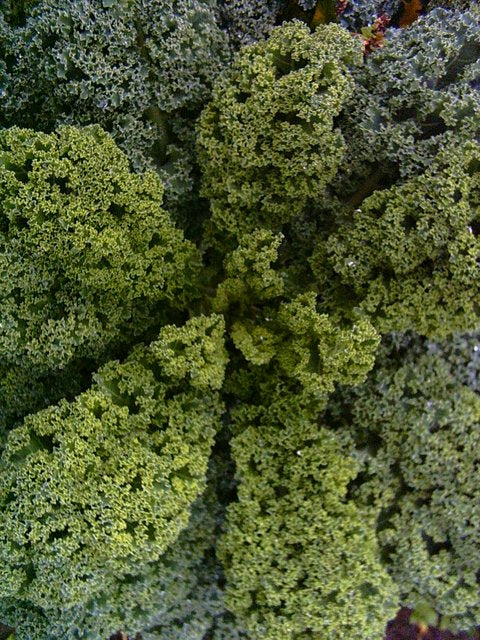 Semence de "Kale Dwarf blue curled"