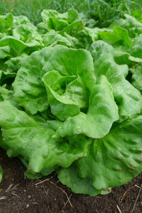 Semence de "Laitue du bon jardinier"