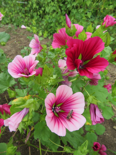 Semence de "Malope à grande fleur"