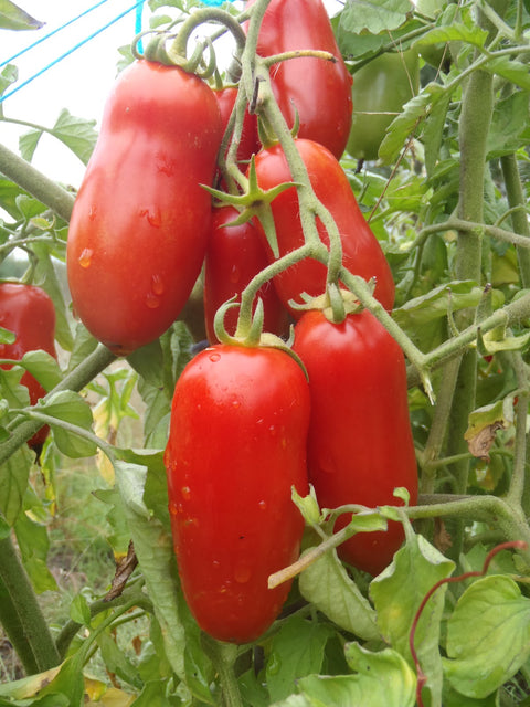 Semence de "Tomate Oroma"