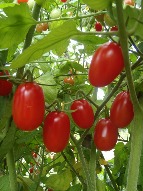 Semence de "Tomate raisin rouge"